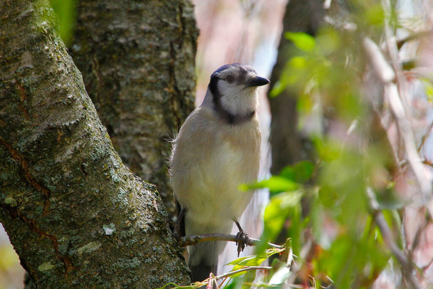 Blue Jay seduto su un albero in primavera - Foto, immagini
