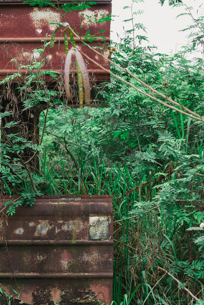 An abandoned rusted train carriage blends into the greenery environment - Foto, Imagen