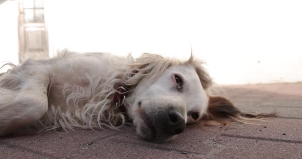 Valkoinen koira makaa ulkona ja katsoo kameraan - Materiaali, video