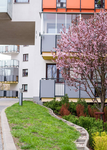 Beautiful area in the courtyard of a multi-storey building in the spring. Landscaping, green lawn and flowering tree - Zdjęcie, obraz