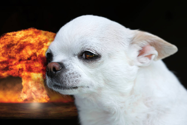 frightened chihuahua dog from war explosions in Ukraine - Foto, afbeelding