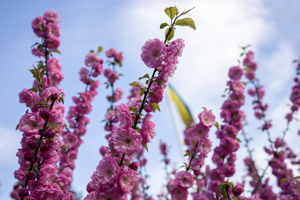 Яскраво-рожеві квіти з трилопатевого мигдалю
 - Фото, зображення