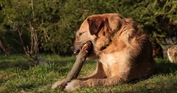 Ο σκύλος παίζει με ένα ξύλινο ραβδί στο γρασίδι. Τα ζώα μασάνε και δαγκώνουν ένα ραβδί στη φύση. Ο σκύλος παίζει έξω. Καλοκαιρινό τοπίο στο φόντο. - Πλάνα, βίντεο