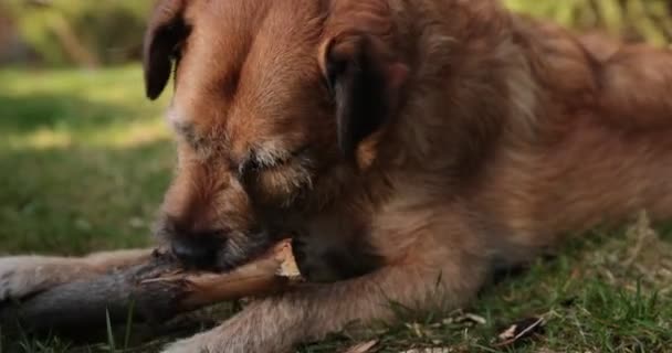Dog playing with a wooden stick in the grass. Animal chew and biting a stick at nature. Dog playing outside. Summer landscape at background. - Imágenes, Vídeo