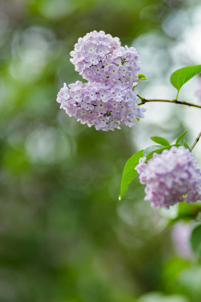 Blooming lilac bush with purple flowers. Spring branch of violet lilac blossoming. Copy space - Foto, imagen