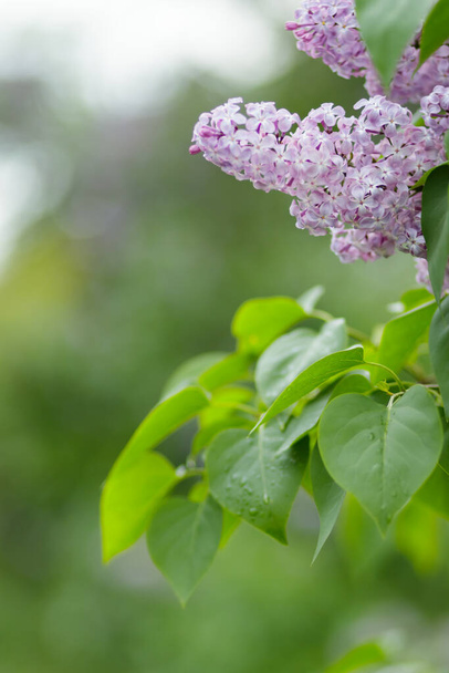 Blooming lilac bush with purple flowers. Spring branch of violet lilac blossoming. Copy space - 写真・画像