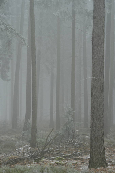 Tree trunks in the fog. Mysterious silent mood. A torso of a fallen tree lies on the ground.  - Fotó, kép