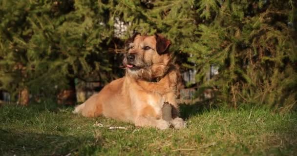 Dog playing with a wooden stick in the grass. Animal chew and biting a stick at nature. Dog playing outside. Summer landscape at background. - Filmagem, Vídeo