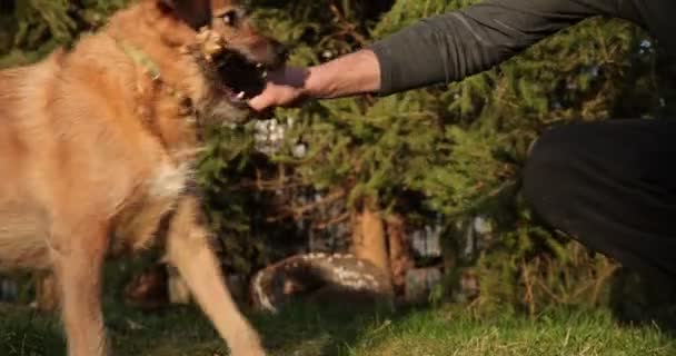 Perro jugando con un palo de madera en la hierba. Perro muerde palo de madera que sostiene su dueño. 4k - Imágenes, Vídeo