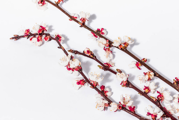 Rami di albicocca in fiore isolati su sfondo bianco. Biglietto di auguri festivo, fiori tradizionali primaverili. Posa piatta, mockup, modello - Foto, immagini