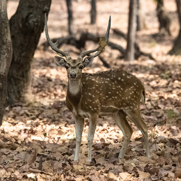 Spotted deer standing in the forest in India, a beautiful male with horns - Фото, зображення