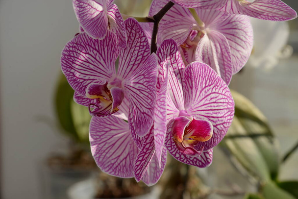 Zozuliantsev ou Orchidaceae (Orchidaceae) - a pátria dos monocotilédones perenes terrestres ou epífitos (nos trópicos) de plantas herbáceas - Foto, Imagem