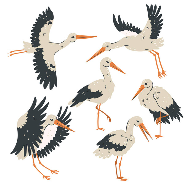 Set of storks isolated on white background. Vector image - Vector, Imagen