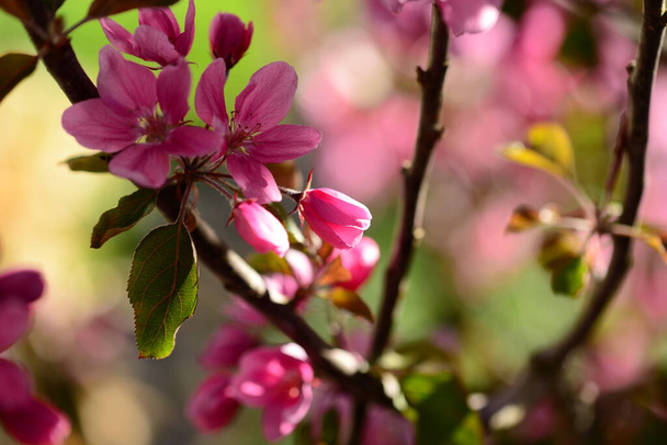 Close up of pink apple tree blossoms - Photo, image