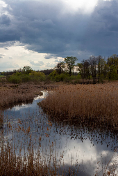 river overgrown with reeds against the backdrop of a spring forest - Foto, afbeelding