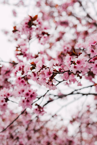 Branches with blooming pink cherries against the sky - Fotografie, Obrázek