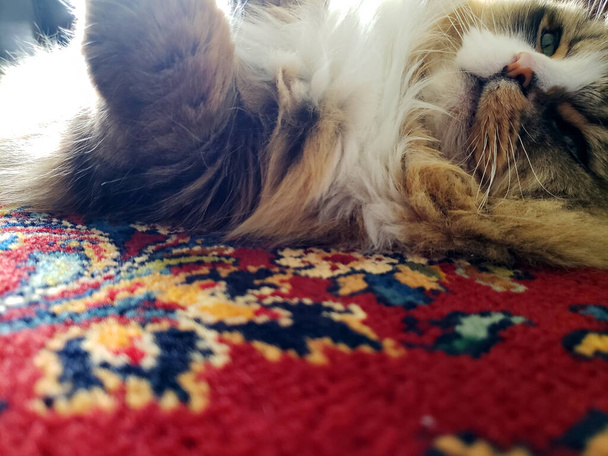 Рагамуффин чистокровный кот отдыхает - Фото, изображение