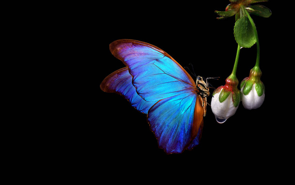 mariposa morfo azul brillante sobre flores blancas de primavera. flores de sakura en gotas de agua aisladas en negro. brotes de sakura cerrados tiernos y primer plano de la mariposa - Foto, imagen