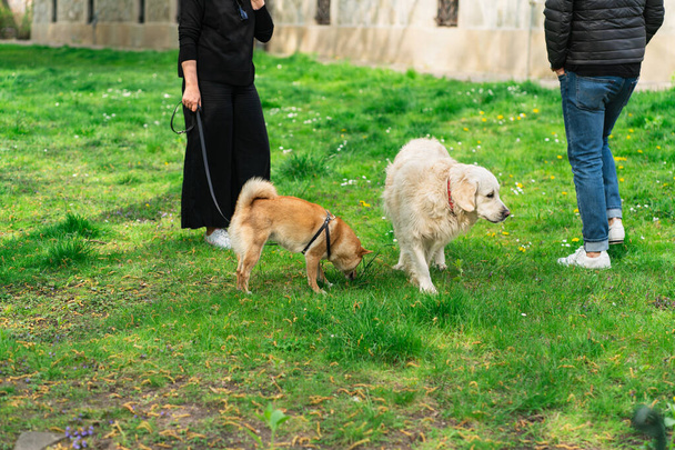 In early spring in the park, a man and a woman walk their dogs on the green grass. A woman keeps her dog on a leash, a man walks a large white dog without a leash - Foto, Bild
