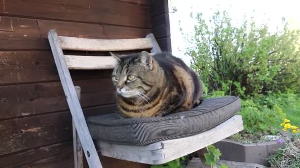 Ευρεία γωνία βίντεο από ένα μικρό λίπος γάτα σε μια καρέκλα - Πλάνα, βίντεο