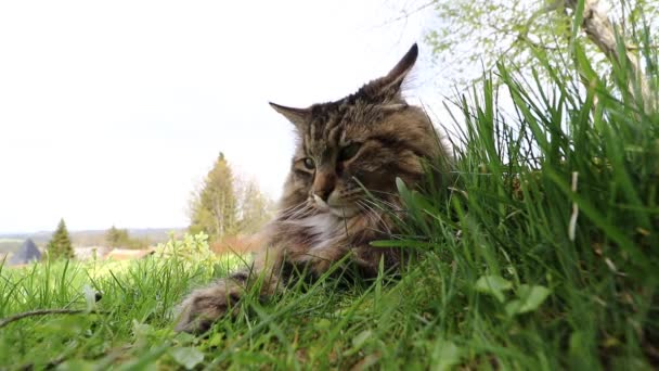 Grappige groothoek video van Noorse bos kat spelen in gras - Video