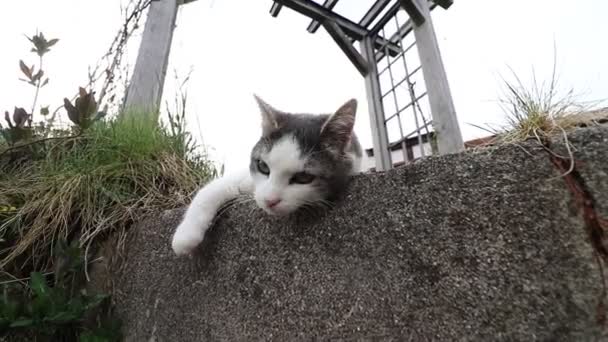 Wide angle video shot of cat rolling around and stretching paws towards camera - Filmati, video