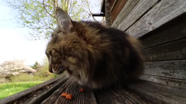 Wide angle video of a feeding Norwegian Forest Cat - Séquence, vidéo