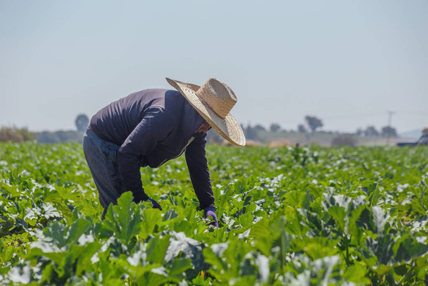 un agricultor con calabacín, calabacín en México - Foto, Imagen