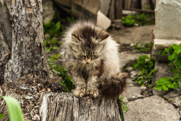 A macska az utcán ül. A háziasszony sétálni ment a kertbe. A macska pózol a fotósnak a fatönkön. - Fotó, kép