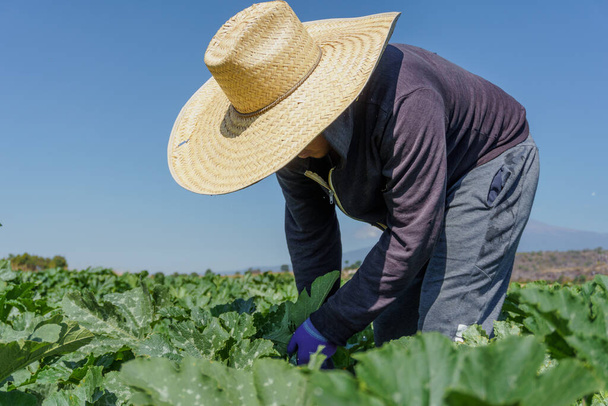 portrait of a Mexican farmer cultivating green courgettes - Фото, зображення