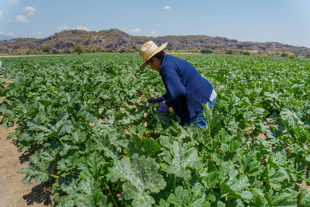 portrait a latin woman harvesting zucchini in mexico - Foto, immagini