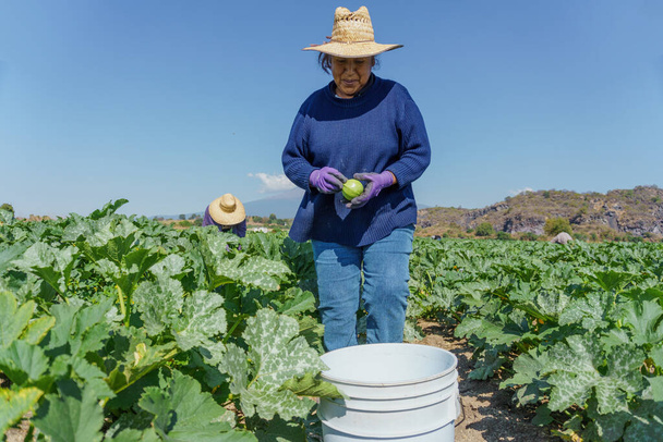 mexican woman gathering crop of zucchini on field. - Foto, afbeelding