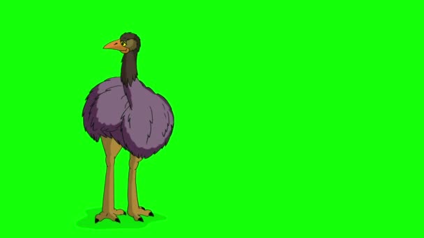 The ostrich stands in full growth and looks around. Handmade animated HD footage isolated on green screen - Footage, Video