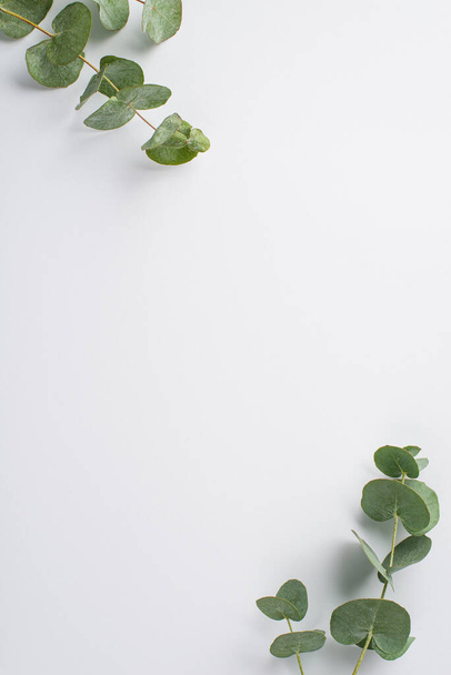 Top view vertical photo of eucalyptus branches in the corners on isolated white background with empty space - Foto, Imagen