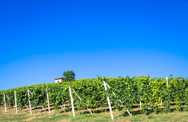 Piedmont hills in Italy, Monferrato area. Scenic countryside during summer season with vineyard field. Wonderful blue sky in background. - Φωτογραφία, εικόνα