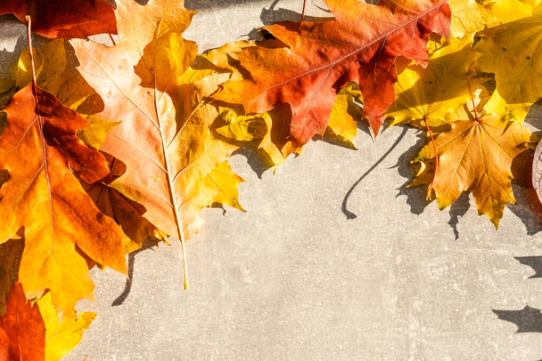 Herfst esdoorn bladeren op grijze houten achtergrond - Foto, afbeelding