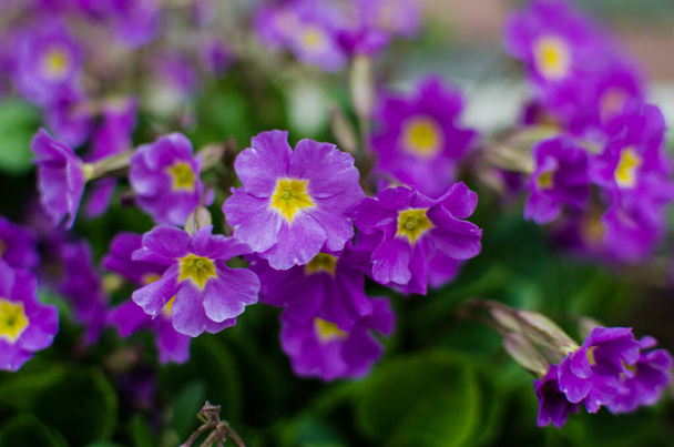 Small fragile primrose flowers bloom on a sunny spring day - Photo, Image