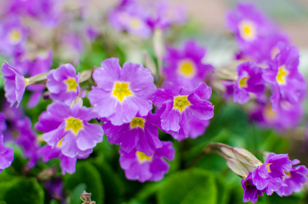 Μικρά εύθραυστα άνθη πρίμουλας ανθίζουν σε μια ηλιόλουστη ανοιξιάτικη μέρα - Φωτογραφία, εικόνα