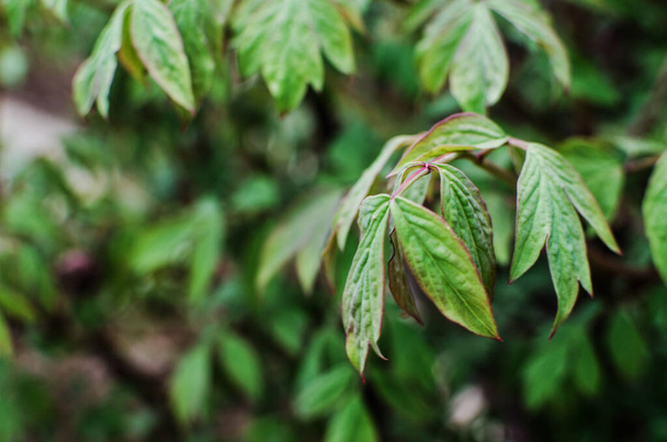 Abstraction cultivant des feuilles vertes sur un backgrod clair
 - Photo, image