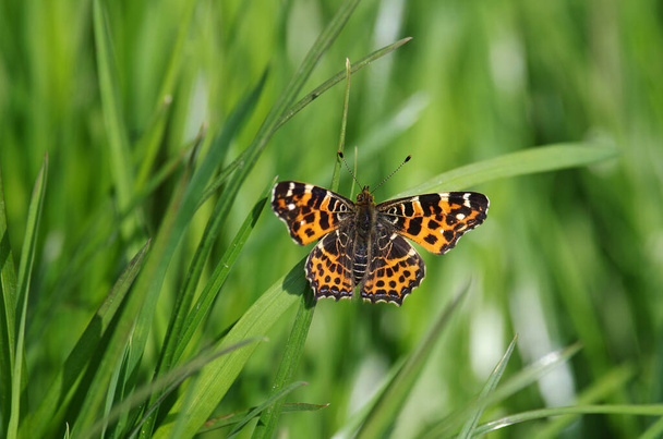 The map butterfly of the 1st generation is sitting in the grass. Its orange wings contrast with the green blades of grass. - Photo, Image