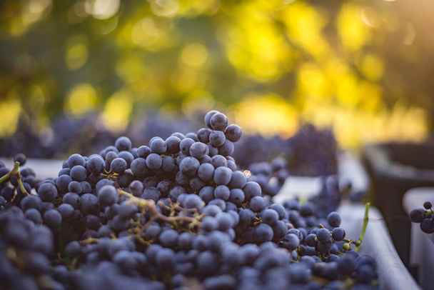 Uvas de vid azul. Uvas para la elaboración de vino tinto en la caja de cosecha. Vista detallada de una vid en un viñedo en otoño, Hungría - Foto, imagen