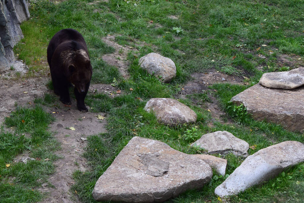 De Euraziatische bruine beer (Ursus arctos arctos) ook bekend als de bruine beer, Europese bruine beer of Europese beer. - Foto, afbeelding
