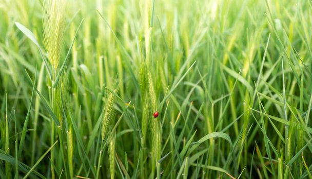 ladybug on grass close up - Фото, изображение