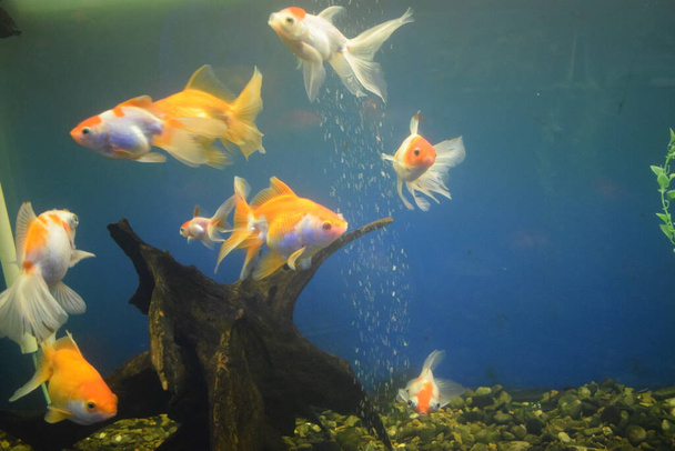 Édesvízi akváriumi halak, Ázsiából származó aranyhalak az akváriumban.A kínai aranyhal jel jólétet és szerencsét hoz. Aranyhal szép pikkelyekkel, uszonyokkal és farokkal a zöld fű ellen. - Fotó, kép