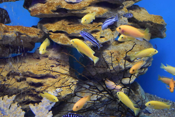 Желтый морф аквариумной рыбы Labidochromis caeruleus (lemon yellow lab). Электрический желтый афиканский цихлид. Тропические жёлтые цихлиды. Малавийская аквариумная рыба - Фото, изображение