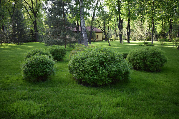 Klidná zahrada. Krásná zahrada s čerstvě posekaným trávníkem. Krajinářská panorama pěkné domácí zahrady a trávníku, malebný výhled na upravený dvorek. Pohled na krásnou zahradu v létě - Fotografie, Obrázek
