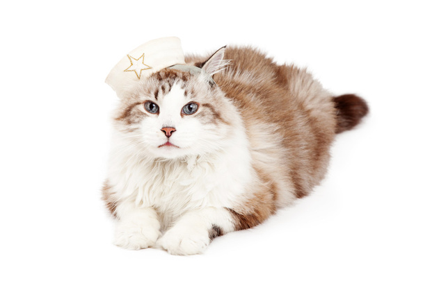 Schattig Ragdoll kat dragen een Sailor's Cap - Foto, afbeelding