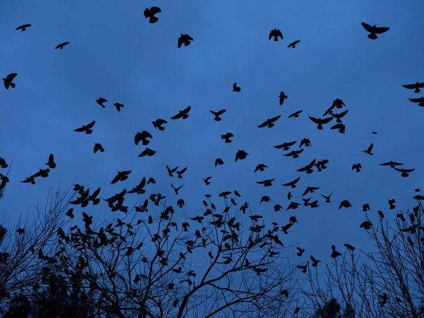 σμήνος από σιλουέτα πτηνών, κάτω όψη  - Φωτογραφία, εικόνα