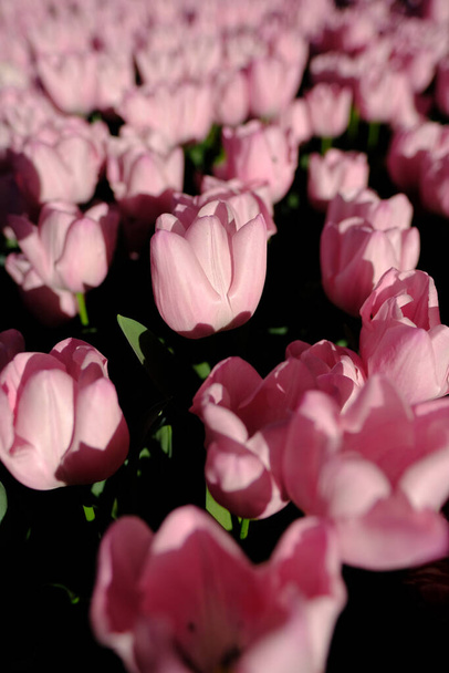 ένα όμορφο μπουκέτο ροζ τριαντάφυλλα σε σκούρο φόντο - Φωτογραφία, εικόνα