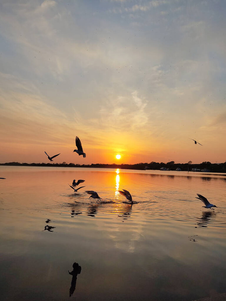 seagulls flying around during golden sunset - Foto, Bild